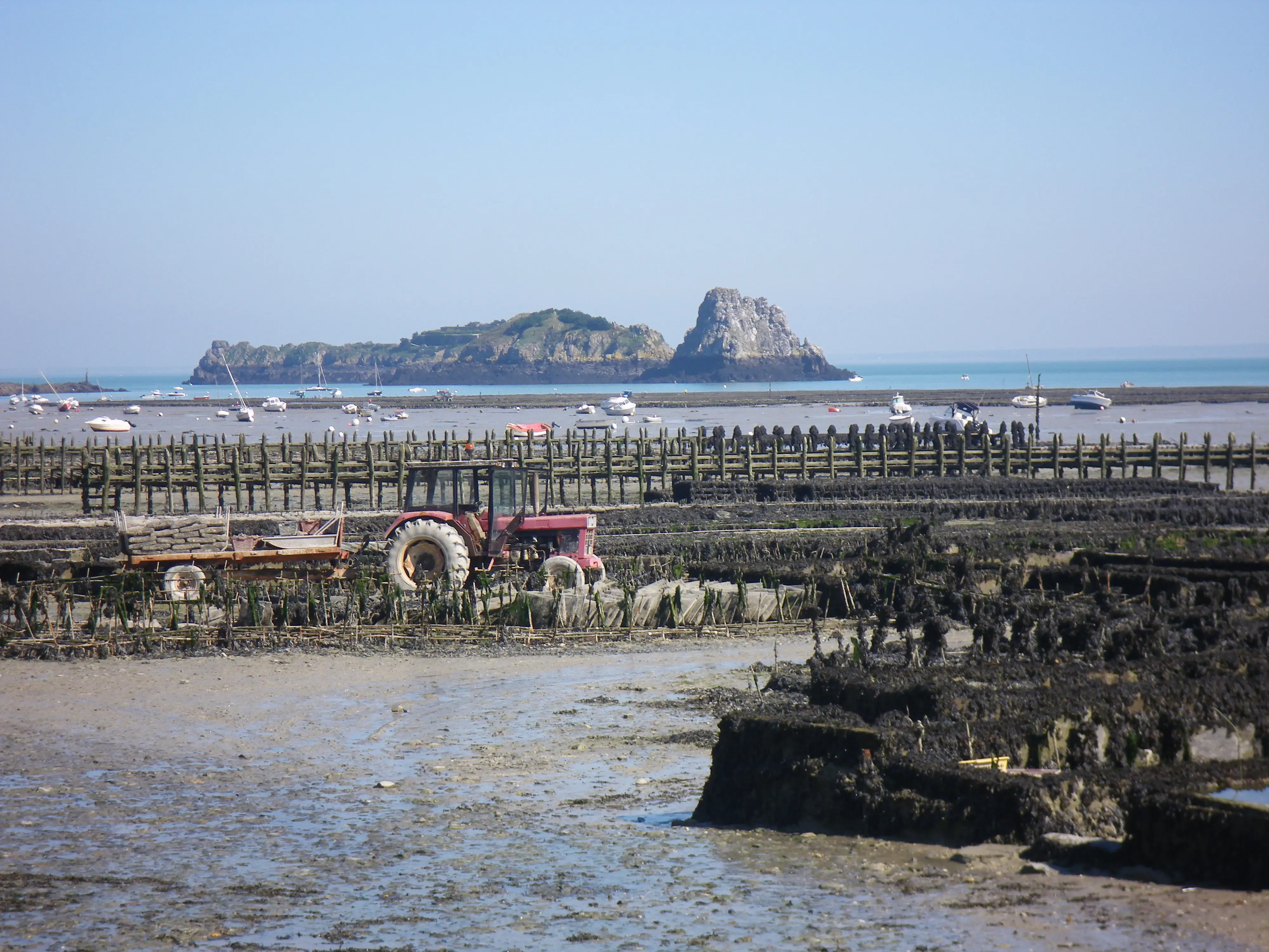 Huîtres en vente directe : le guide pour bien acheter chez le producteur