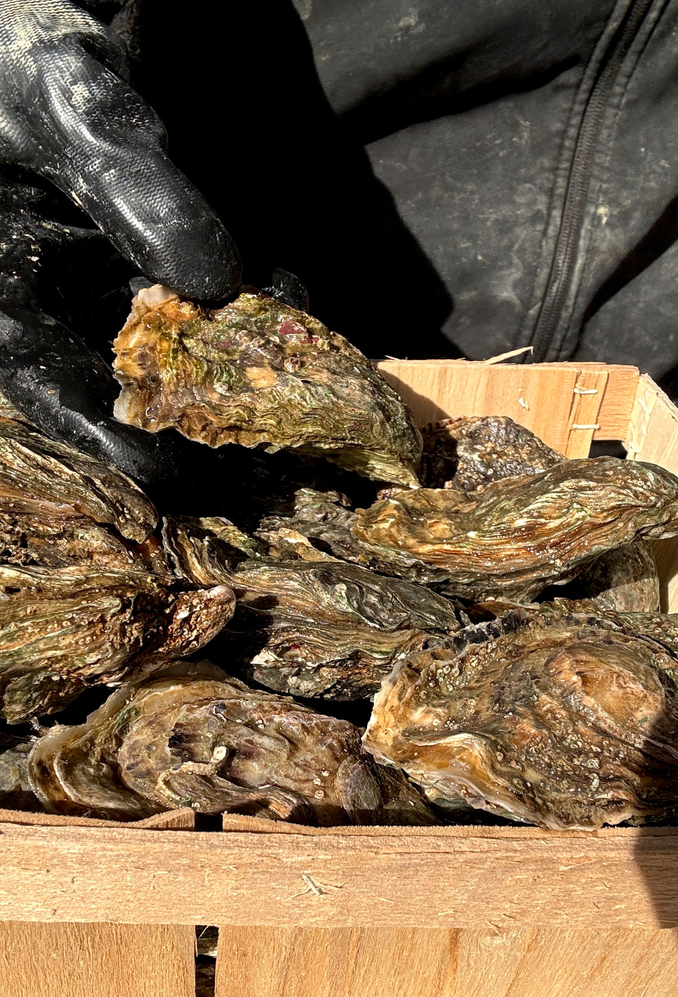 Photo de EARL SAVOIR HUITRE