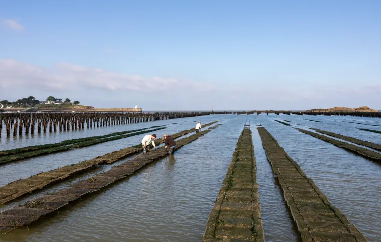 JOSSO Ostréiculteur